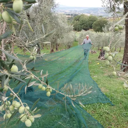 Appartementen Vista Sull'Oliveto *
